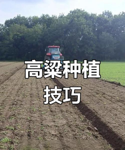 高粱高产栽培技术,选对品种,掌握关键步骤 高粱高产栽培技术,选对品种,掌握关键步骤