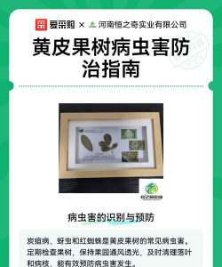 黄皮树蚜虫防治,识别虫害特征,掌握有效方法 黄皮树蚜虫防治,识别虫害特征,掌握有效方法