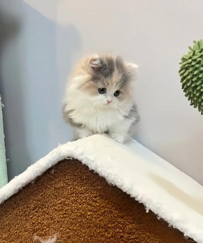 银三花拿破仑,新手养猫指南,轻松上手不踩坑 银三花拿破仑,新手养猫指南,轻松上手不踩坑