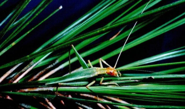 树蟋怎么防治,常见困扰,实用方法 树蟋怎么防治,常见困扰,实用方法