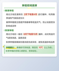 苦苣栽培,掌握关键技巧,轻松收获鲜嫩 苦苣栽培,掌握关键技巧,轻松收获鲜嫩