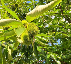 板栗树防治方法,常见病虫害识别,实用防治技巧 板栗树防治方法,常见病虫害识别,实用防治技巧