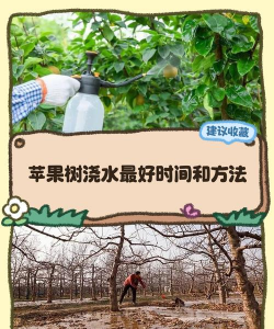 苹果树栽培,选对品种,掌握关键技巧 苹果树栽培,选对品种,掌握关键技巧