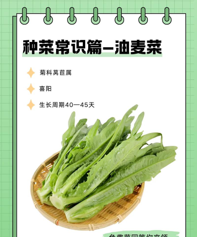油麦菜栽培技术,掌握关键步骤,轻松收获鲜嫩 油麦菜栽培技术,掌握关键步骤,轻松收获鲜嫩