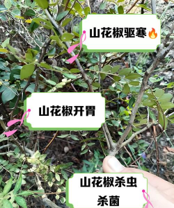 花椒死树防治,找准原因,对症下药 花椒死树防治,找准原因,对症下药