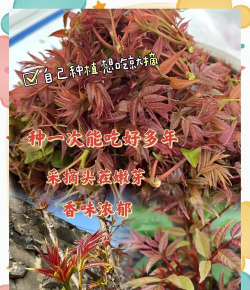 香椿的栽培技术,掌握关键要点,轻松收获美味 香椿的栽培技术,掌握关键要点,轻松收获美味