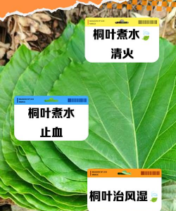 桐树病害防治,识别常见问题,掌握有效方法 桐树病害防治,识别常见问题,掌握有效方法