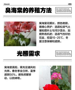 臭海棠花怎么养,掌握关键技巧,轻松爆盆开花 臭海棠花怎么养,掌握关键技巧,轻松爆盆开花