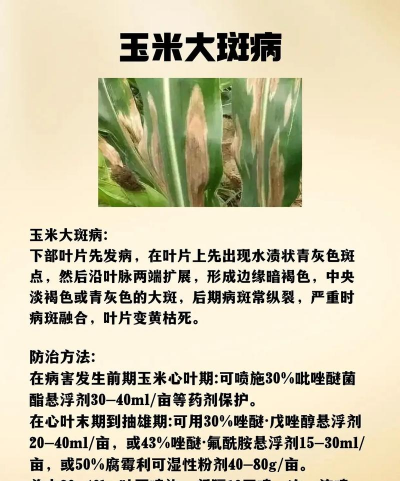 玉米树虫防治,识别常见害虫,掌握有效方法 玉米树虫防治,识别常见害虫,掌握有效方法