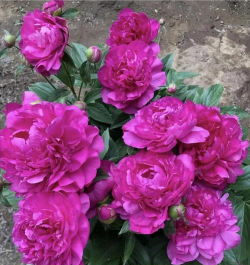 春天盆栽芍药花怎么养,掌握关键技巧,花开更繁盛 春天盆栽芍药花怎么养,掌握关键技巧,花开更繁盛