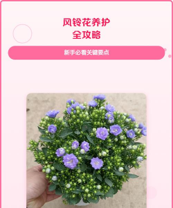 花店风铃花怎么养,掌握关键技巧,轻松养出好状态 花店风铃花怎么养,掌握关键技巧,轻松养出好状态