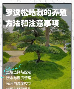 防治滑坡的树,选对品种,掌握种植技巧 防治滑坡的树,选对品种,掌握种植技巧
