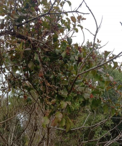 板栗寄生树防治,识别危害,科学处理 板栗寄生树防治,识别危害,科学处理