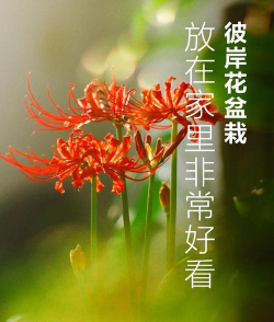 彼岸花怎么养,掌握关键技巧,轻松养活开花 彼岸花怎么养,掌握关键技巧,轻松养活开花