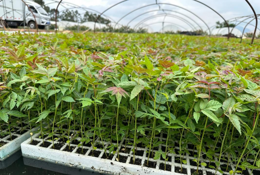 无土栽培香椿芽,掌握核心技术,轻松实现高产 无土栽培香椿芽,掌握核心技术,轻松实现高产
