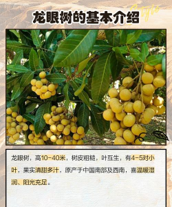 桂圆树病害防治,识别常见问题,掌握应对方法 桂圆树病害防治,识别常见问题,掌握应对方法