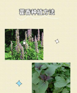 藿香栽培技术,掌握关键步骤,轻松种出好药材 藿香栽培技术,掌握关键步骤,轻松种出好药材