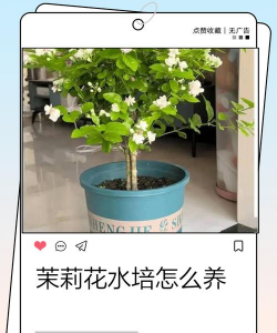 茉莉花怎么养宿舍,轻松上手,香气满屋 茉莉花怎么养宿舍,轻松上手,香气满屋