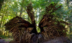 食人树怎么防治,了解危害特点,掌握有效方法 食人树怎么防治,了解危害特点,掌握有效方法