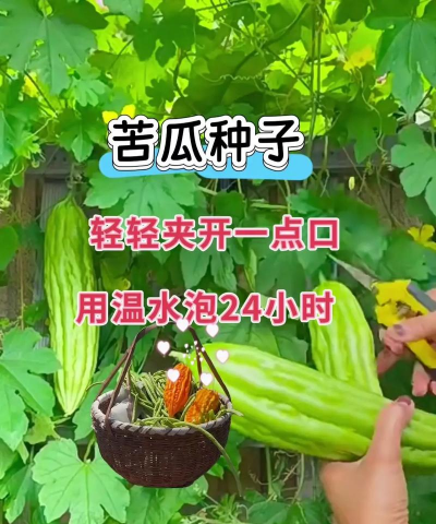苦瓜的栽培技术,掌握关键要点,轻松收获好果实 苦瓜的栽培技术,掌握关键要点,轻松收获好果实