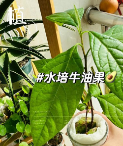 牛油果绿花怎么养,掌握关键技巧,轻松养出好状态 牛油果绿花怎么养,掌握关键技巧,轻松养出好状态