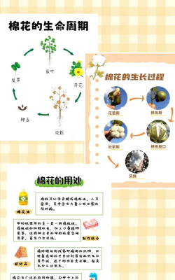 棉花的栽培,掌握关键步骤,轻松提高产量 棉花的栽培,掌握关键步骤,轻松提高产量