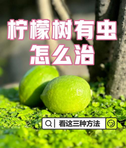 什么树防治害虫,了解常见树种,掌握实用方法 什么树防治害虫,了解常见树种,掌握实用方法