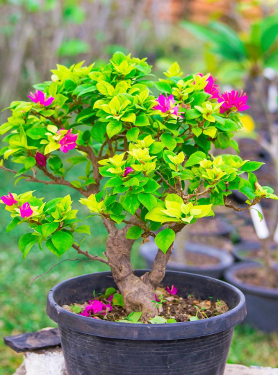 羊蹄花怎么样养,掌握关键技巧,轻松养出好状态 羊蹄花怎么样养,掌握关键技巧,轻松养出好状态