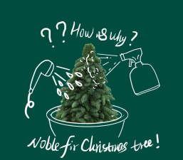 圣诞树防治,常见问题,实用方法 圣诞树防治,常见问题,实用方法