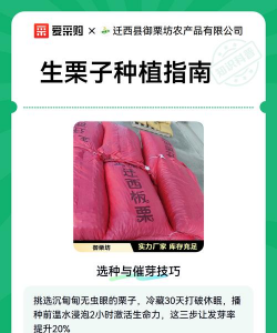 板栗的栽培,掌握关键步骤,轻松收获果实 板栗的栽培,掌握关键步骤,轻松收获果实