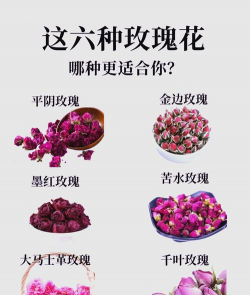 玫瑰花水怎么养,新手入门指南,轻松掌握养护技巧 玫瑰花水怎么养,新手入门指南,轻松掌握养护技巧