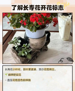 未开花的花怎么养,掌握关键技巧,轻松促进开花 未开花的花怎么养,掌握关键技巧,轻松促进开花