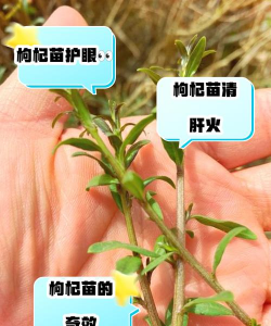 枸杞树的防治,常见问题,实用方法 枸杞树的防治,常见问题,实用方法