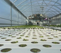 大棚蔬菜栽培技术,提升产量品质,掌握关键要点 大棚蔬菜栽培技术,提升产量品质,掌握关键要点