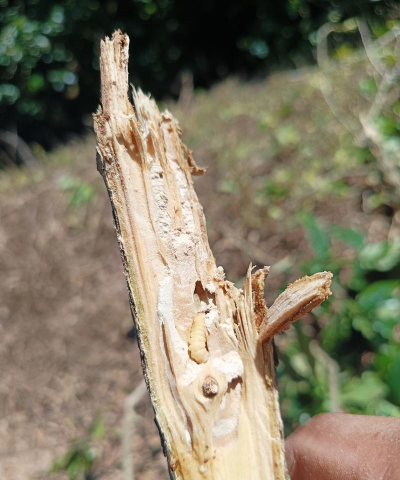 咖啡树天牛防治,识别虫害特征,掌握有效方法 咖啡树天牛防治,识别虫害特征,掌握有效方法