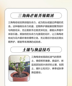 三角梅老桩栽培方法,选对时机,掌握技巧 三角梅老桩栽培方法,选对时机,掌握技巧