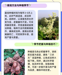 乌头栽培,掌握关键步骤,避免常见误区 乌头栽培,掌握关键步骤,避免常见误区