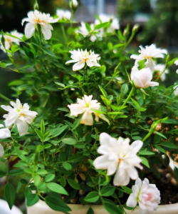 小羊肖恩花怎么养,掌握关键技巧,轻松养出好状态 小羊肖恩花怎么养,掌握关键技巧,轻松养出好状态