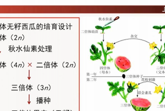 无籽西瓜栽培技术,掌握关键步骤,收获甜蜜果实 无籽西瓜栽培技术,掌握关键步骤,收获甜蜜果实