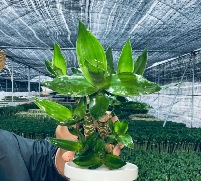 步步高花怎么养,掌握关键技巧,轻松养出好状态 步步高花怎么养,掌握关键技巧,轻松养出好状态