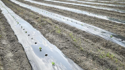 地膜栽培技术,提升作物产量,优化种植管理 地膜栽培技术,提升作物产量,优化种植管理
