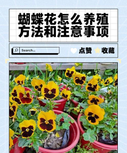 醉蝴蝶花怎么养,掌握关键技巧,轻松养出好状态 醉蝴蝶花怎么养,掌握关键技巧,轻松养出好状态