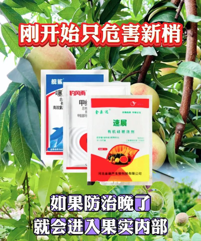 板粟树食心虫防治,识别虫害特征,掌握有效方法 板粟树食心虫防治,识别虫害特征,掌握有效方法