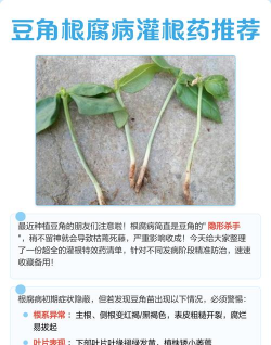 菜豆树防治药,常见病害识别,高效防治方案 菜豆树防治药,常见病害识别,高效防治方案
