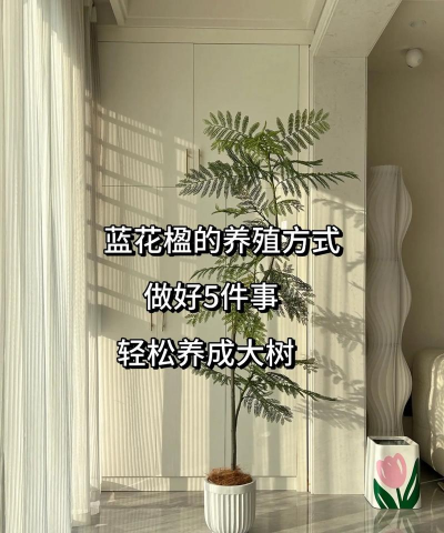 水培蓝花楹怎么养,掌握关键技巧,轻松养出好状态 水培蓝花楹怎么养,掌握关键技巧,轻松养出好状态