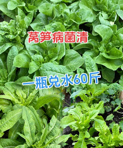 莴笋的栽培技术,掌握关键步骤,轻松收获鲜嫩 莴笋的栽培技术,掌握关键步骤,轻松收获鲜嫩