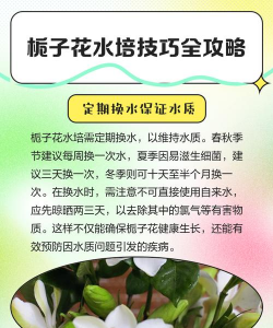 栀子花鱼缸怎么养,掌握关键技巧,打造生态美景 栀子花鱼缸怎么养,掌握关键技巧,打造生态美景
