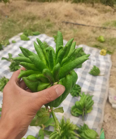 佛手的栽培,掌握关键技巧,轻松收获果实 佛手的栽培,掌握关键技巧,轻松收获果实