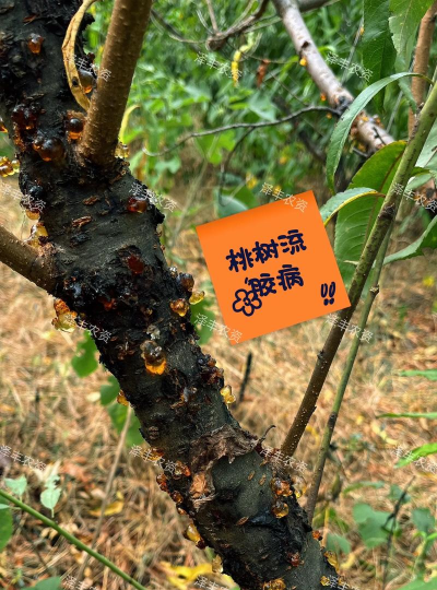 桃核树病虫防治,识别常见病害,掌握有效方法 桃核树病虫防治,识别常见病害,掌握有效方法