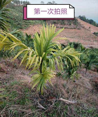 槟榔树防治药剂,常见问题解答,使用注意事项 槟榔树防治药剂,常见问题解答,使用注意事项